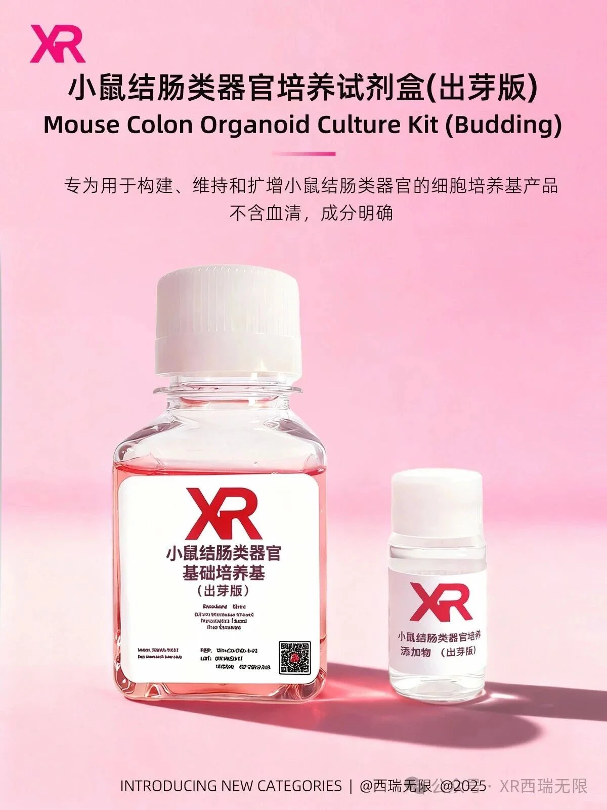 XR结肠类器官培养试剂盒(出芽版)